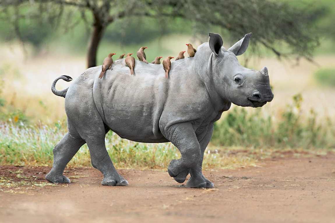 10 Best Zoos In Europe To Visit With Your Kids in 2023 Kidpassage